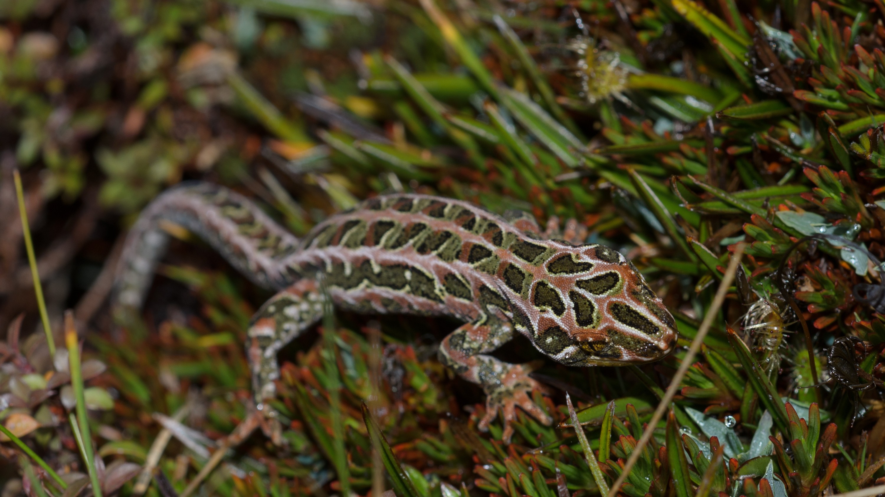 DSC_2898 – Adventure, Crispin, Hoplodactylus, Island, March 2017, National Park, New, New Zealand, Rakiura, South, Stewart, Tukutuku rakiurae, Zealand, amazing, gecko, harlequin gecko, rare, stunning